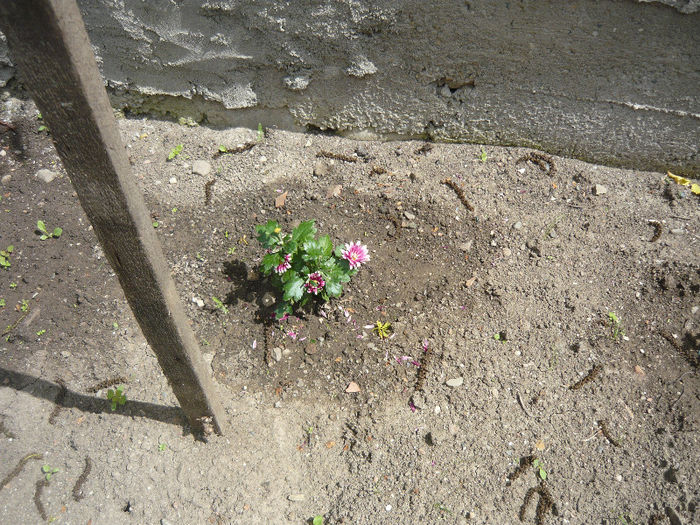 crizantema de la  kaufland; nu stiu daca va rezista peste iarna
