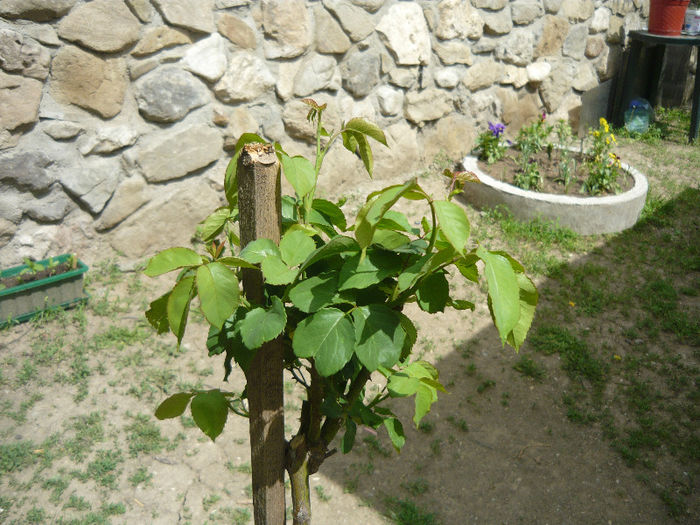 trandafir pomisor alb