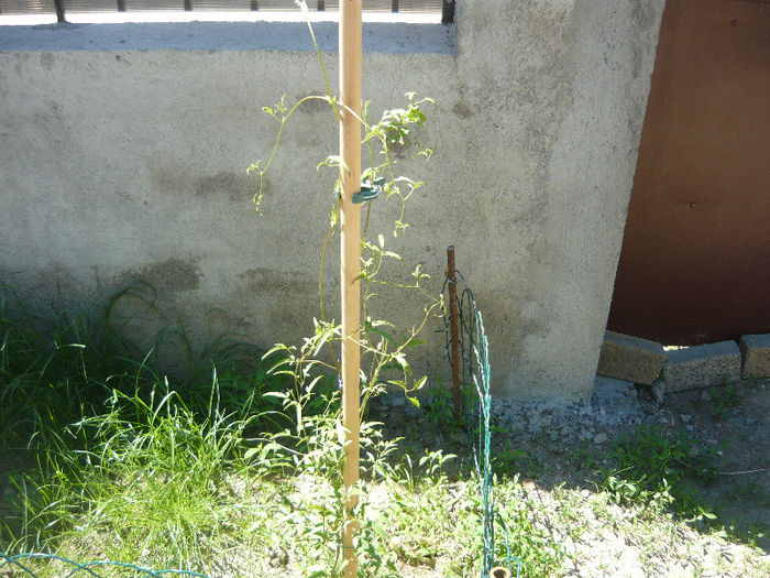 clematis tangutica galbena