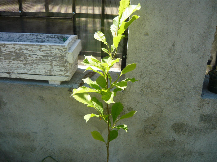 magnolia stelata