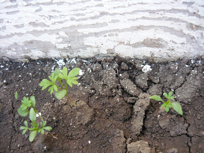 nemtisori din seminte