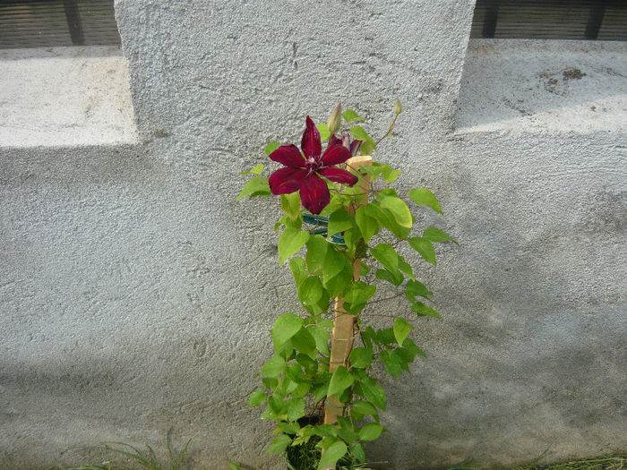 cea mai harnica a inflorit