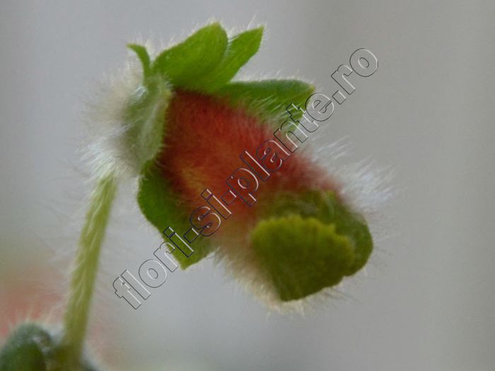 Kohleria Luci s Baby One - KOHLERIA IV - Hibrizii mei - My hybrids