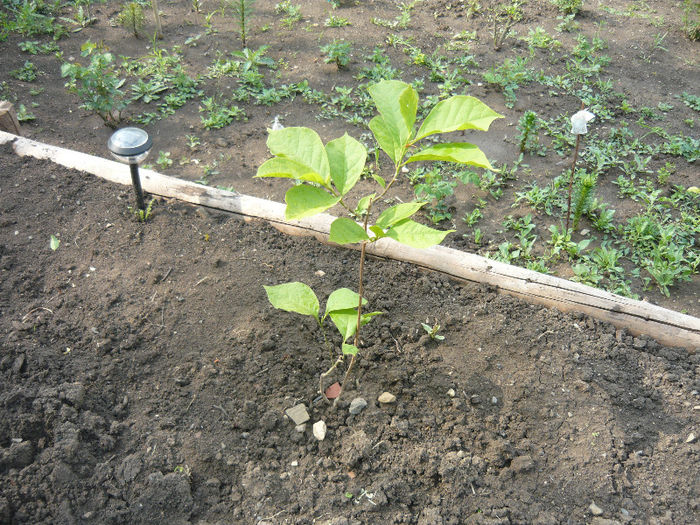 magnolie soulangiana