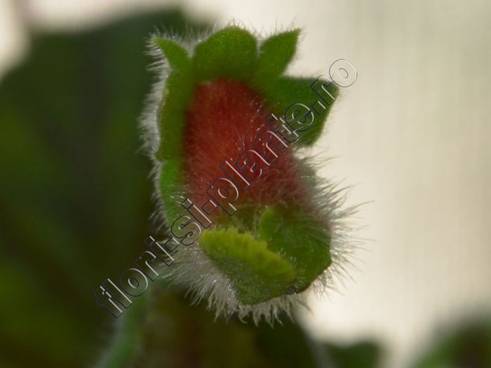 Kohleria Luci s Baby One - KOHLERIA IV - Hibrizii mei - My hybrids