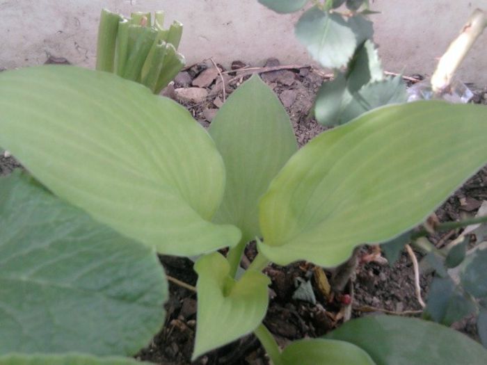 Fotografie2073 - hosta