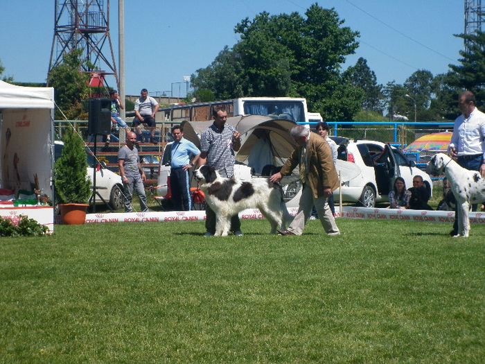 P1030635 - 9_Expo CAC Pitesti 11-12 mai 2013