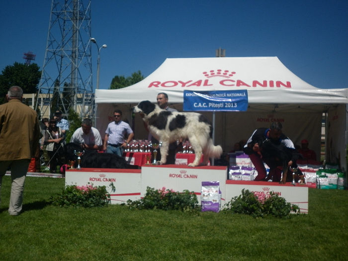 P1030641 - 9_Expo CAC Pitesti 11-12 mai 2013