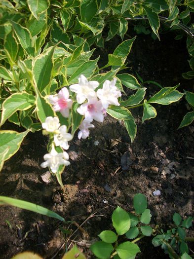 WEIGELA - vara 2013