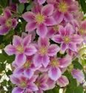  - 2013-2014 CLEMATIS