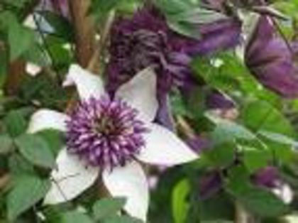  - 2013-2014 CLEMATIS