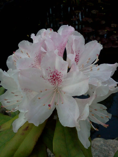 Rhododendron