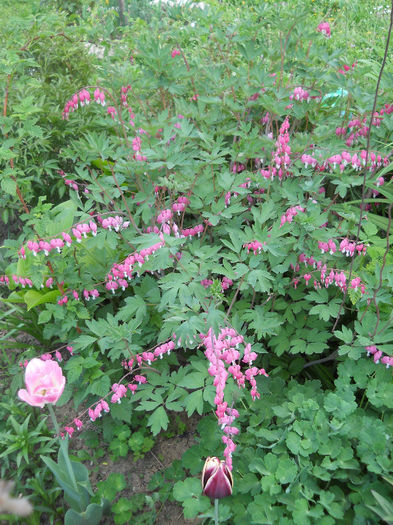 Dicentra - Gradina 2013