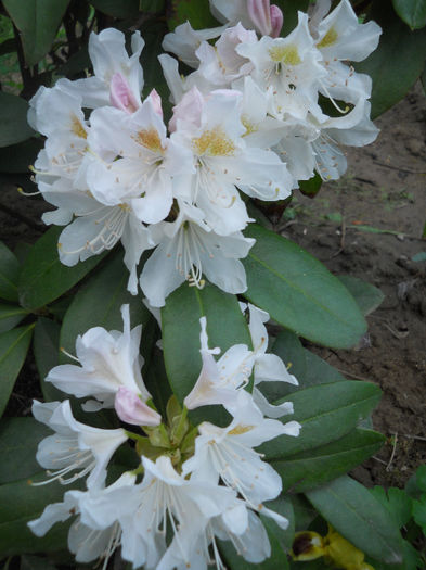 Rhododendron2