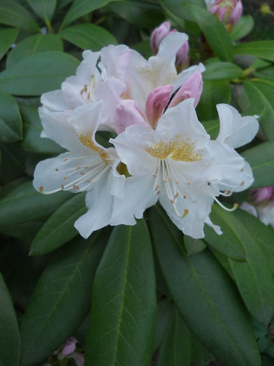 Rhododendron3