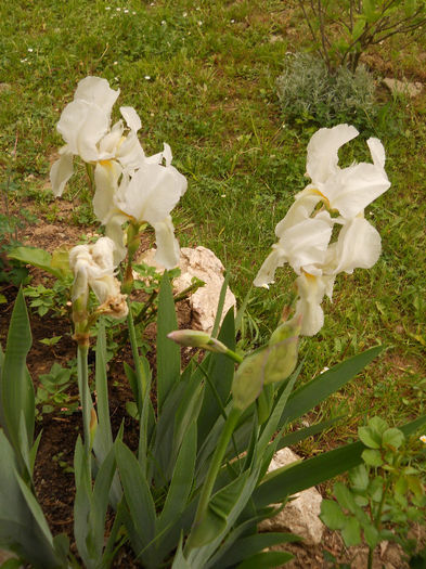 Irisi albi