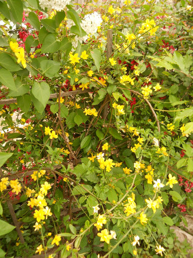 Liliac alb-Jasminum mesnyi-gutui japonez