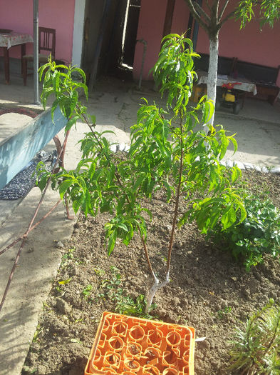 nectarin  are 50 de nectarine mari pe el; i-mi e mila sa le raresc dar trebuie ca altfel mil rupe tot
