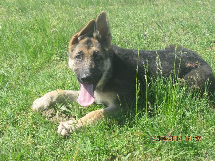 IMG_0174 - ciobanesc german oscar