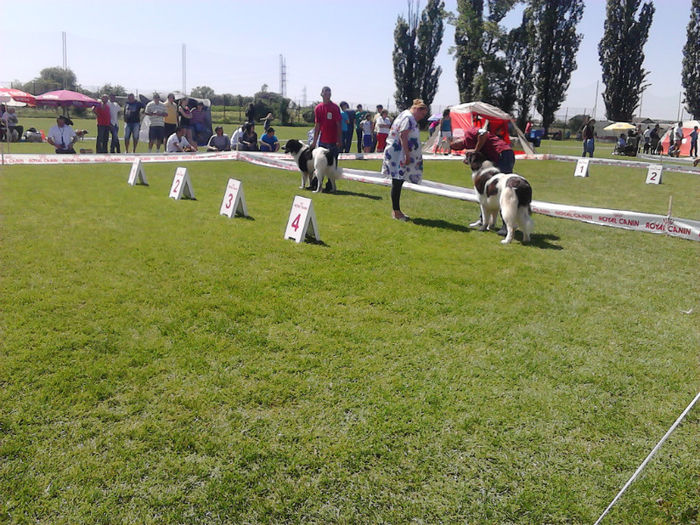 17 - expozitia CAC Pitesti 12-05-2013