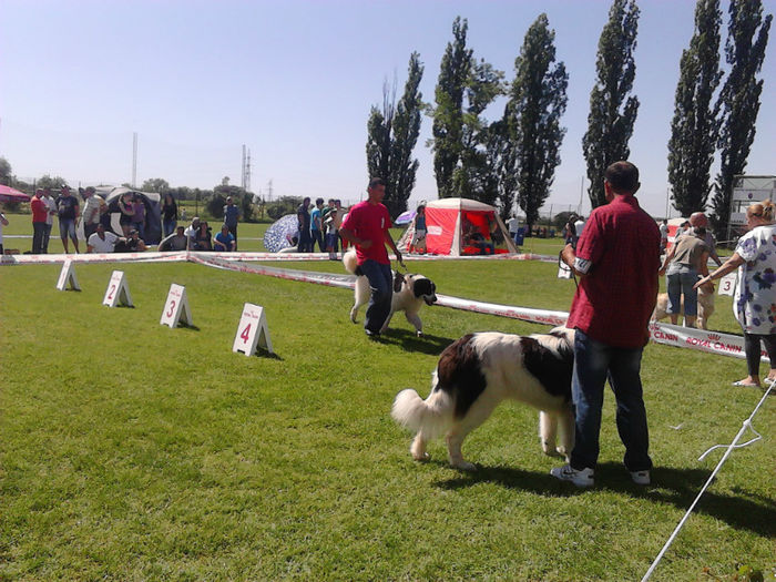 04 - expozitia CAC Pitesti 12-05-2013