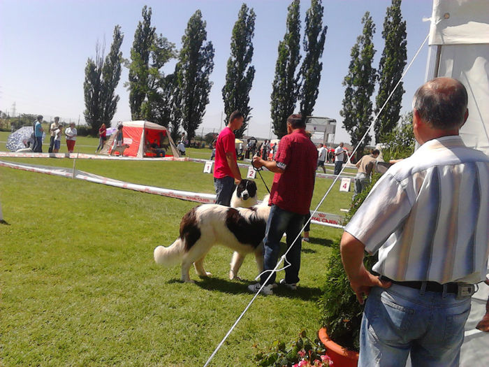 24 - expozitia CAC Pitesti 12-05-2013