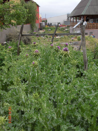 armurariu inflorit - Gradina Casa si Plante Rare sau Deosebite pentru Sanatate