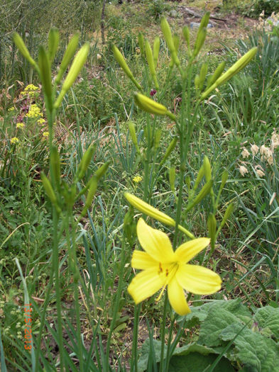 crin galben - Gradina Casa si Plante Rare sau Deosebite pentru Sanatate