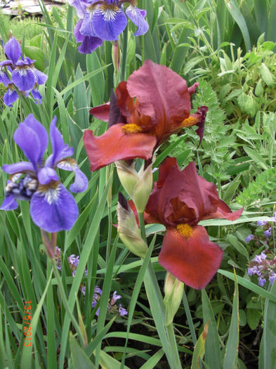 iris roscat - Gradina Casa si Plante Rare sau Deosebite pentru Sanatate