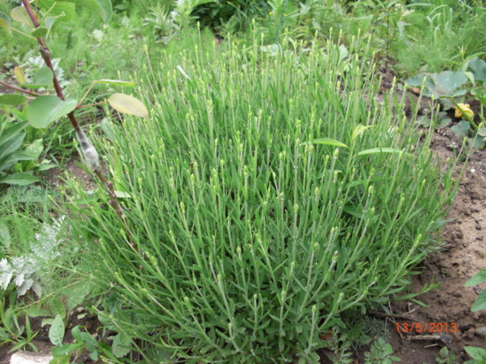 levantica - Gradina Casa si Plante Rare sau Deosebite pentru Sanatate