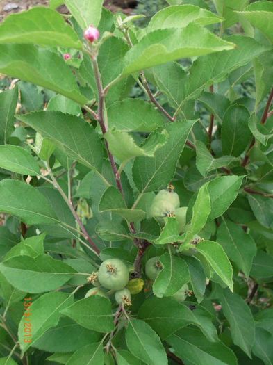 mar 3 recolte 13mai fructe si bobocii noi - Gradina Casa si Plante Rare sau Deosebite pentru Sanatate