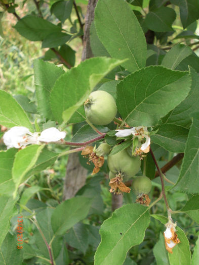 mar 3 recolte fructe si flori - Gradina Casa si Plante Rare sau Deosebite pentru Sanatate