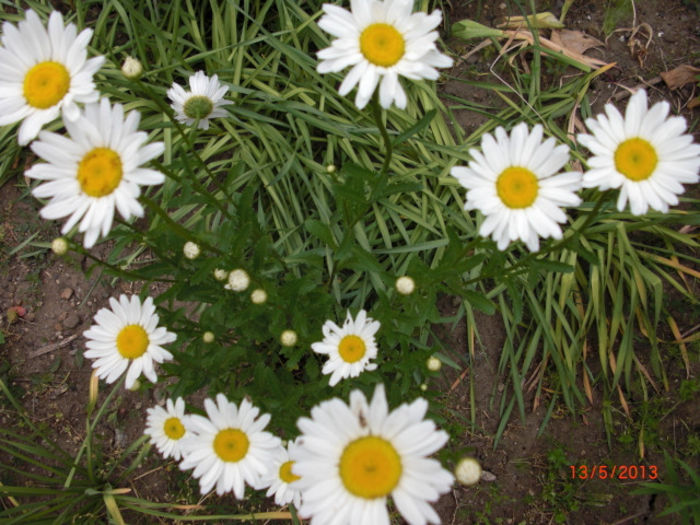 margarete inflorite - Gradina Casa si Plante Rare sau Deosebite pentru Sanatate