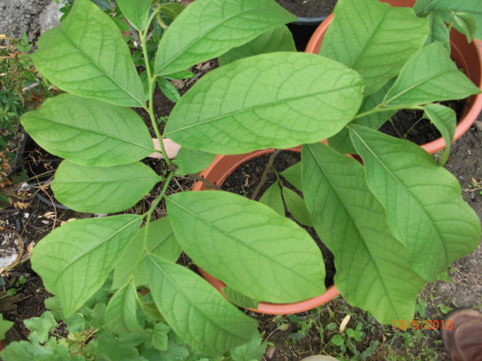 paw paw1 - Gradina Casa si Plante Rare sau Deosebite pentru Sanatate