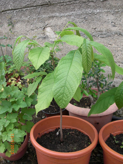paw paw2 - Gradina Casa si Plante Rare sau Deosebite pentru Sanatate