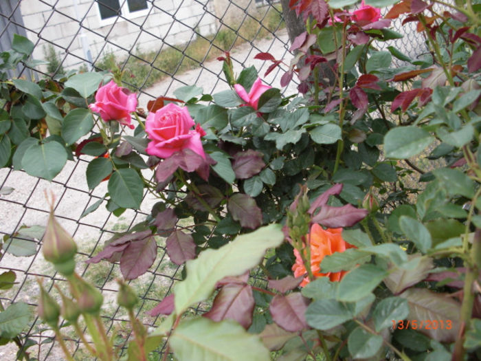 trandafiri parfumati3 - Gradina Casa si Plante Rare sau Deosebite pentru Sanatate