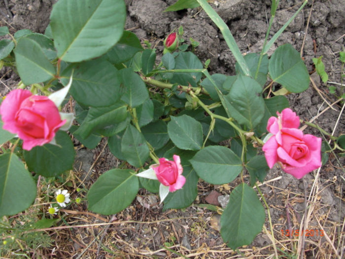 trandafiri parfumati4 - Gradina Casa si Plante Rare sau Deosebite pentru Sanatate