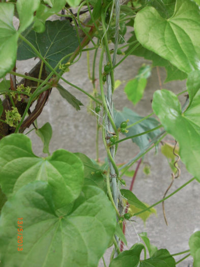 untul pamantului fructe - Gradina Casa si Plante Rare sau Deosebite pentru Sanatate