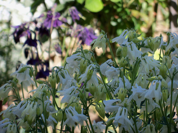 101_8401 - AQUILEGIA 2013