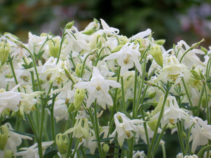 101_8515 - AQUILEGIA 2013