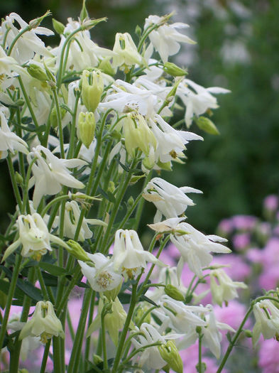 101_8516 - AQUILEGIA 2013