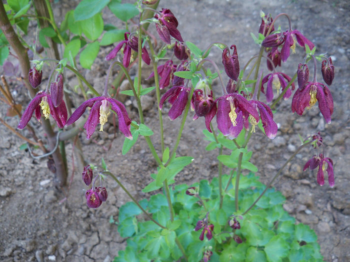 101_8387 - AQUILEGIA 2013