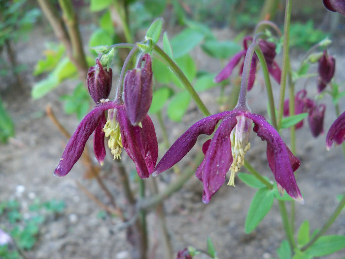 101_8388 - AQUILEGIA 2013