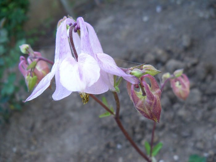 101_8393 - AQUILEGIA 2013