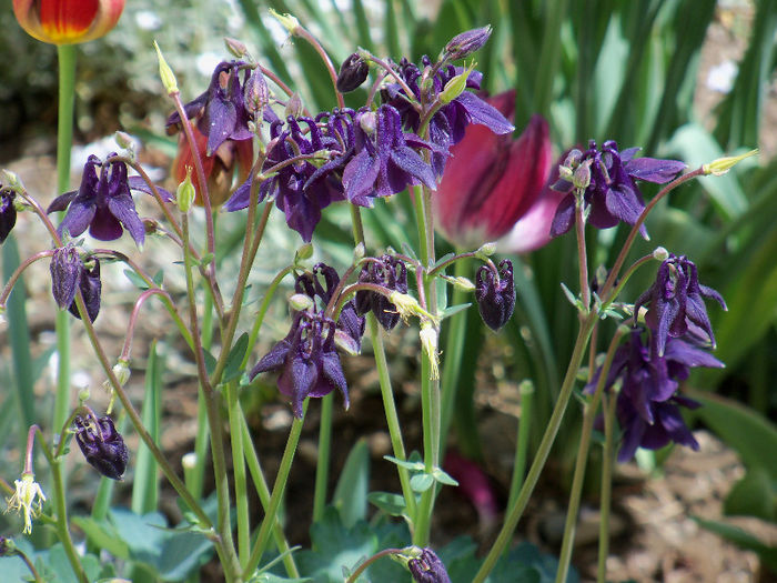 101_8458 - AQUILEGIA 2013