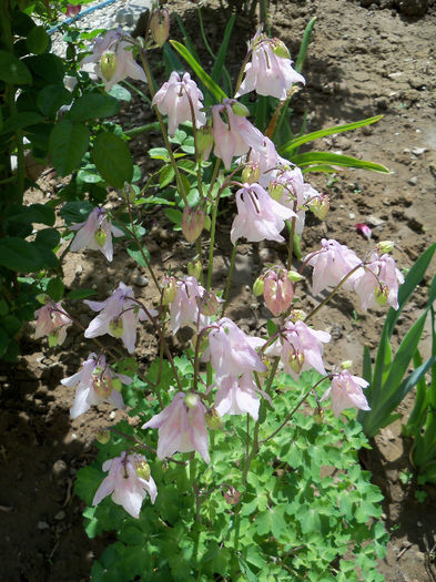 101_8459 - AQUILEGIA 2013