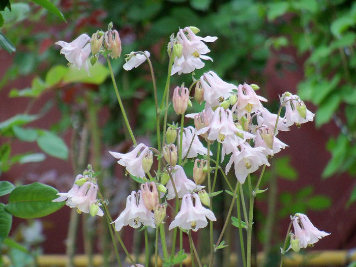 101_8524 - AQUILEGIA 2013