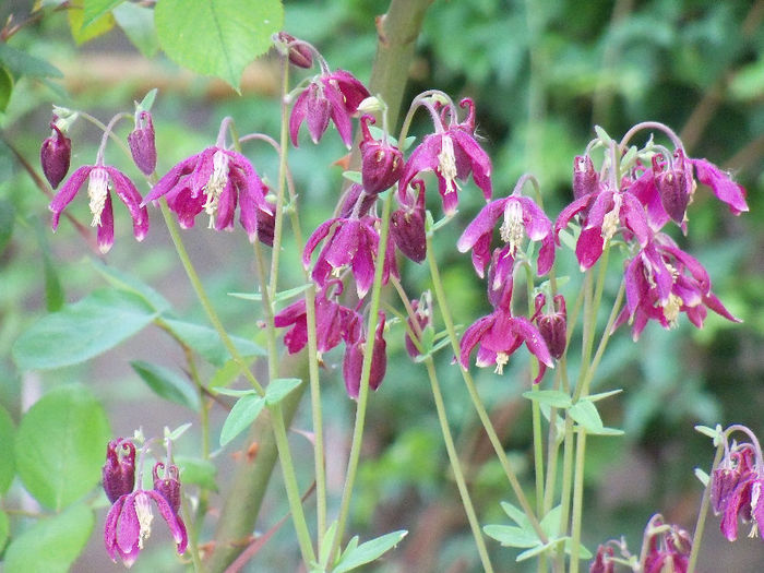 101_8525 - AQUILEGIA 2013