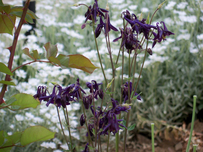 101_8528 - AQUILEGIA 2013