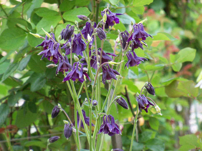 101_8519 - AQUILEGIA 2013